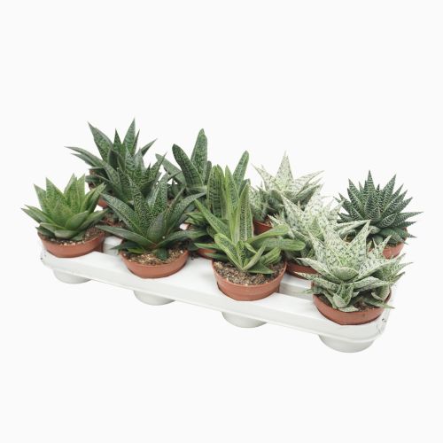 Алоэ/Хавортия микс - Aloe / Haworthia mix